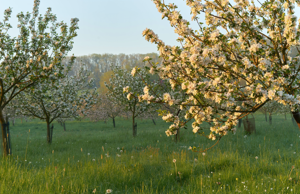 Napton Cidery Family Orchard